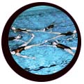 Swimmers